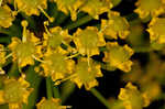 Wild parsnip